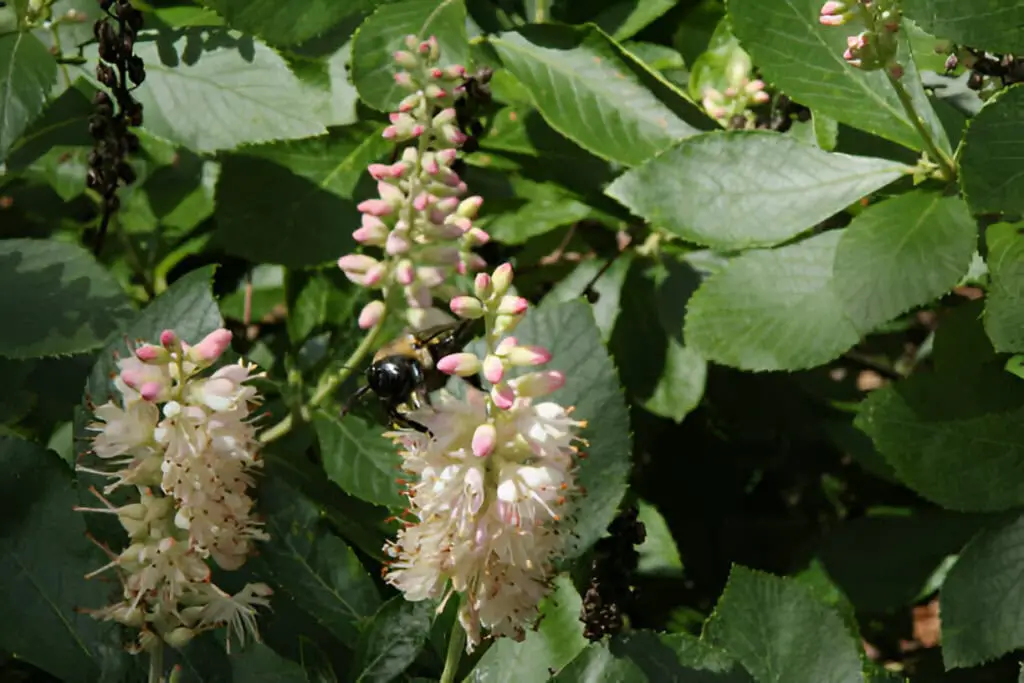 searching bee Ruby Spice