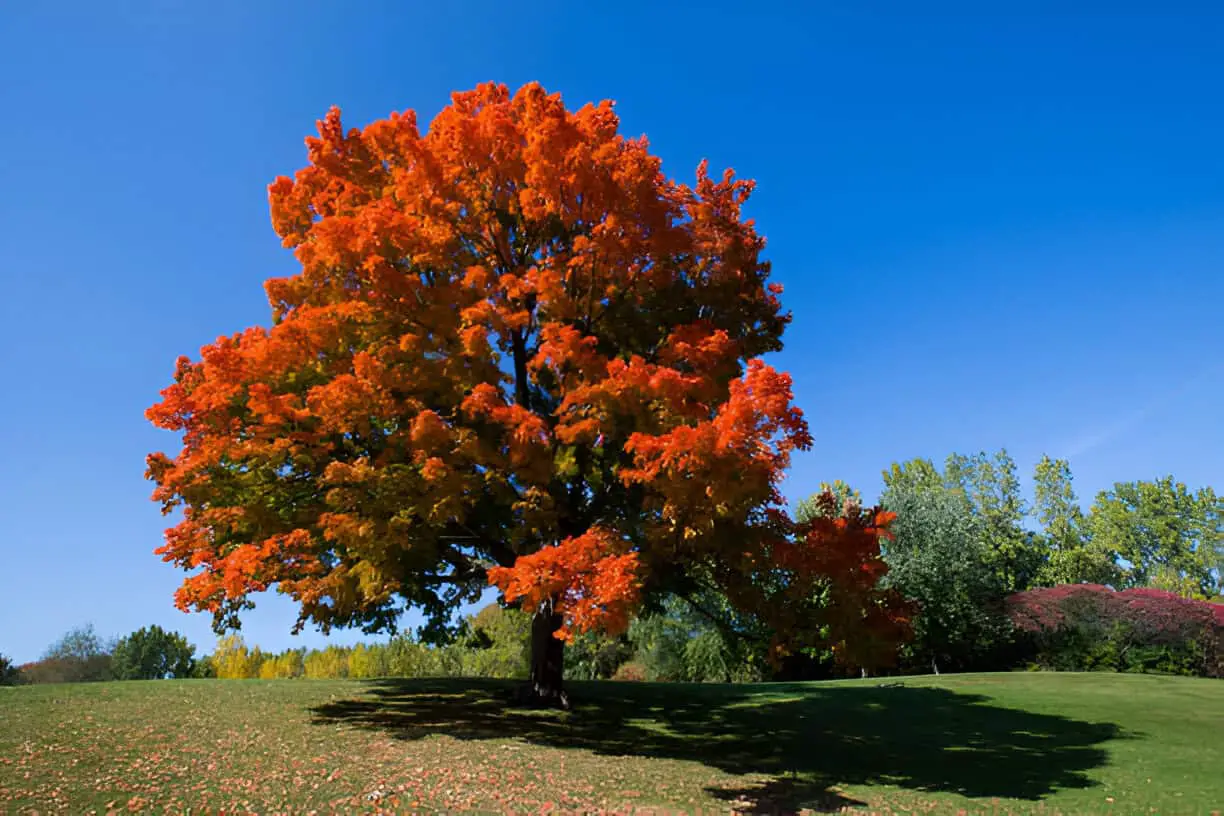 sugar maple tree
