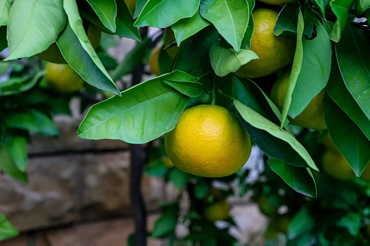 tree with ripe tangerines vertical photo