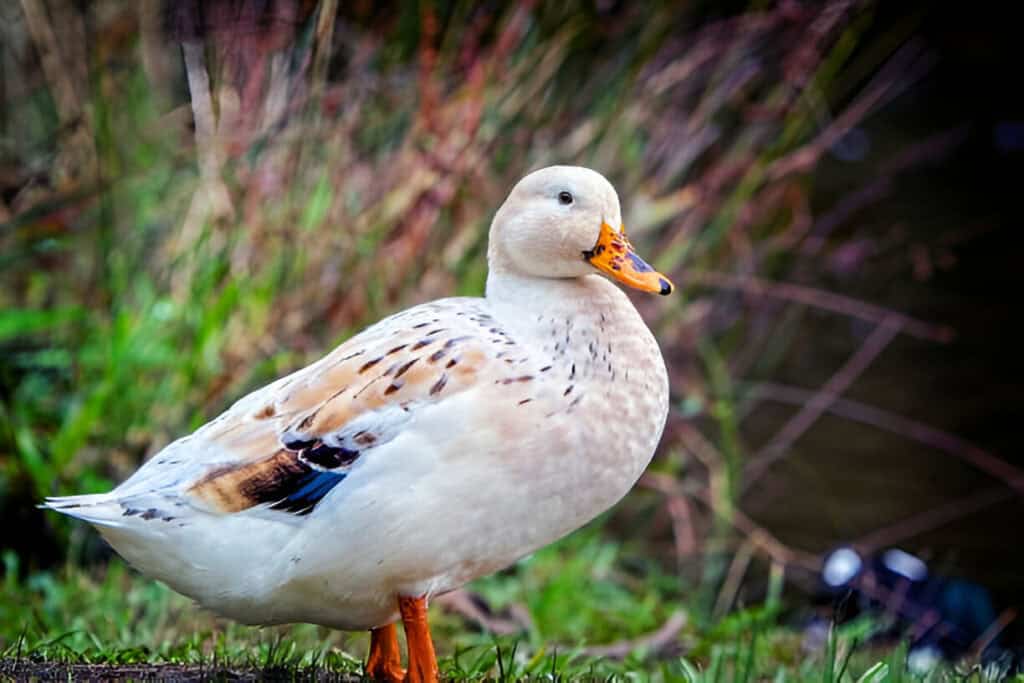 welsh harlequin duck