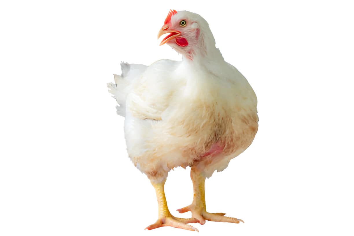 white chicken standing in smart poultry farming business chicken