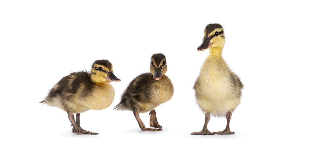 wild duck ducklings