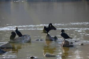 What Can I Spray to Keep Birds Away? 7 Safe and Effective Solutions