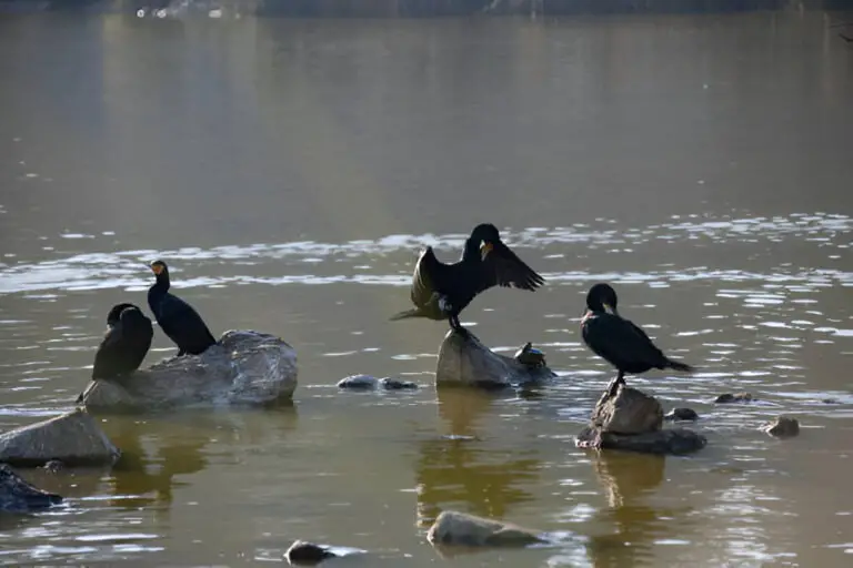 winged birds ducks cormorant