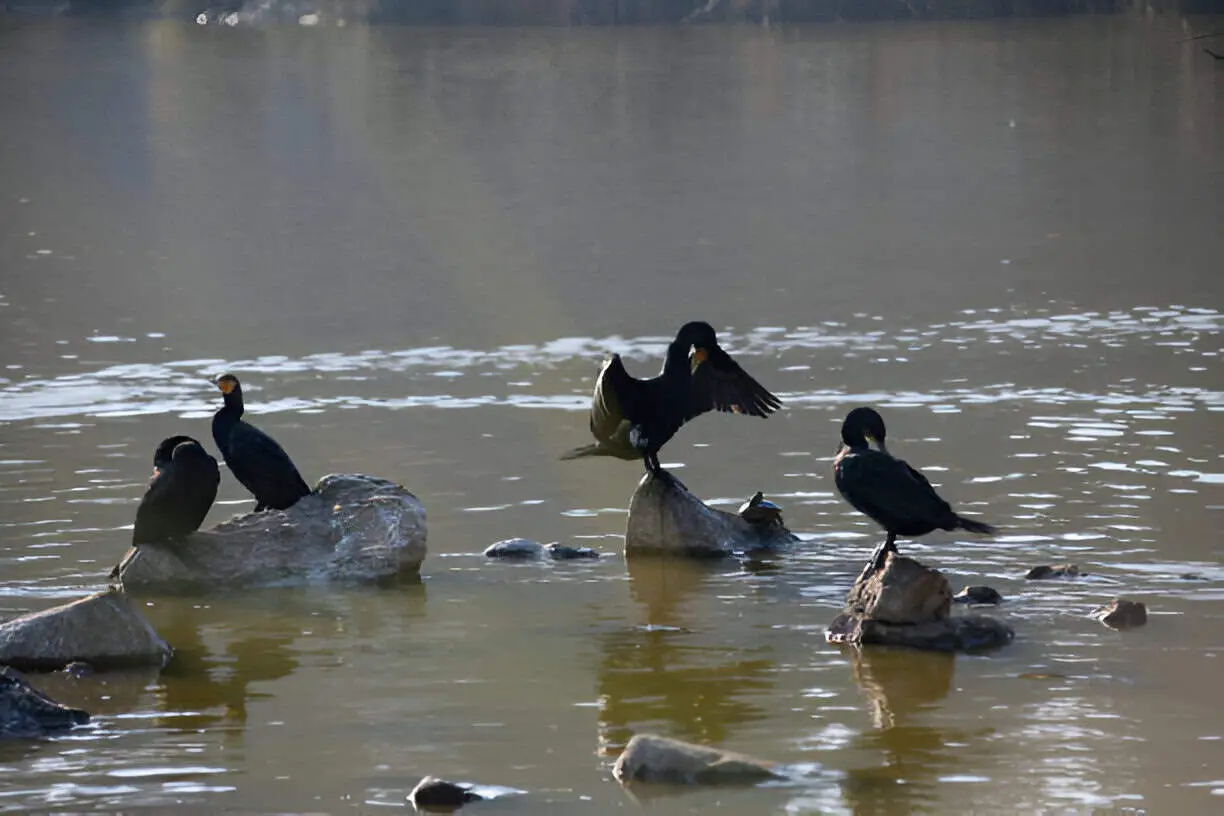 winged birds ducks cormorant