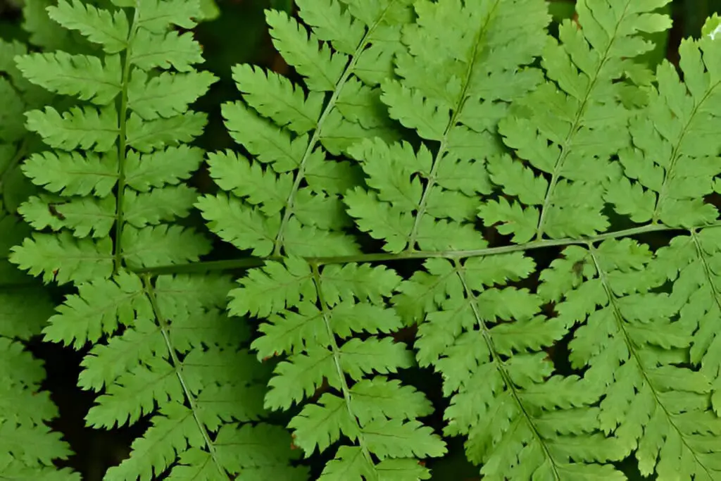 wood fern