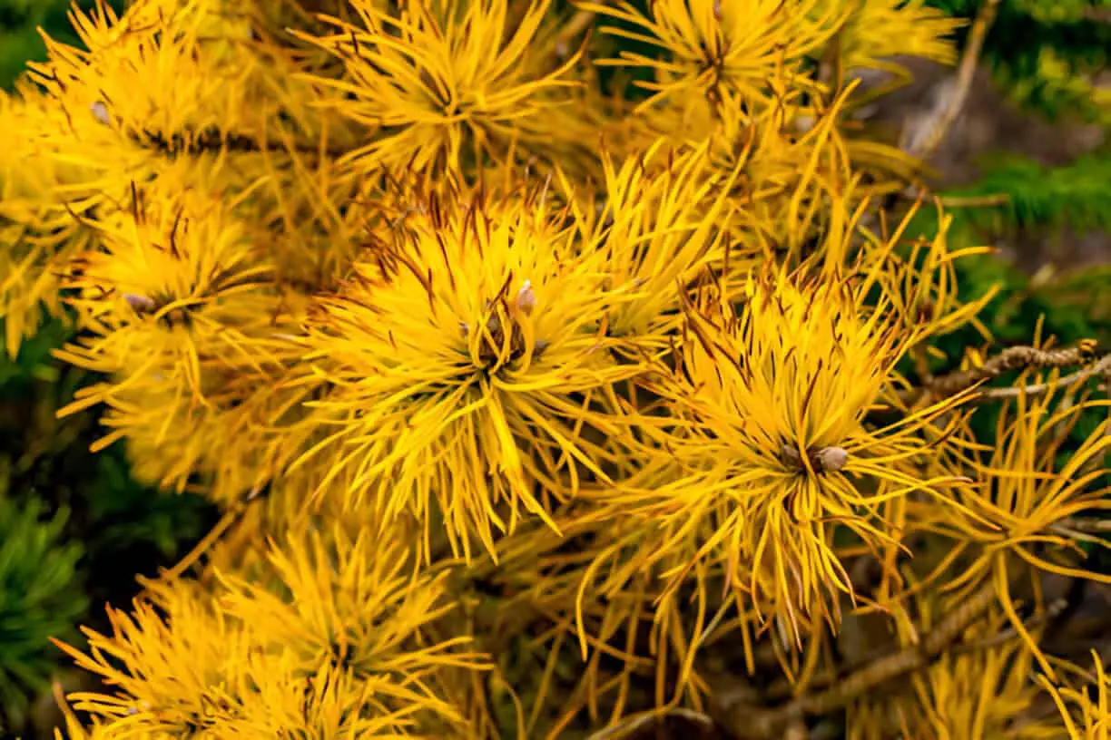 yellow chief joseph lodgepole pine tree