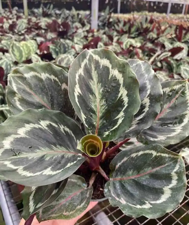 Calathea Medallion Biostok Foliage
