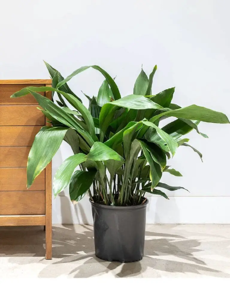 Cast Iron Plant – Potclay