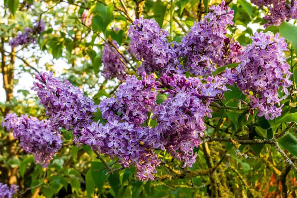 How to Grow and Care for Lilac