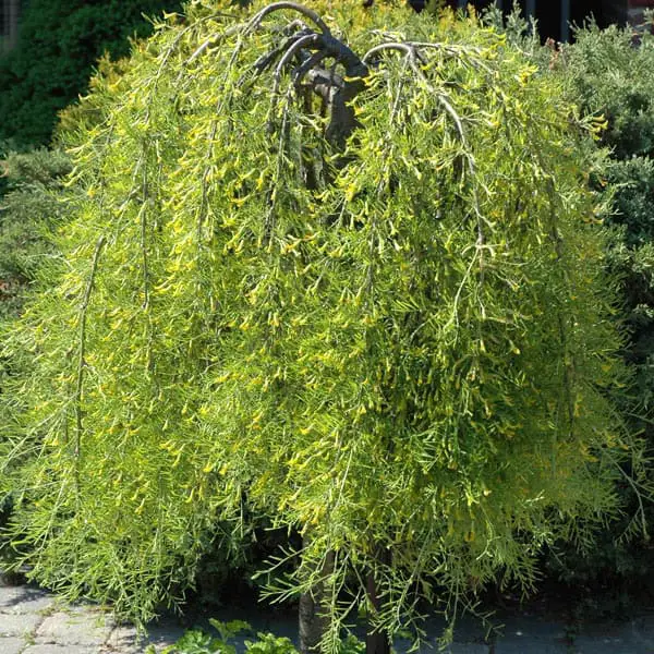 Weeping Siberian Peashrub 'Walker'