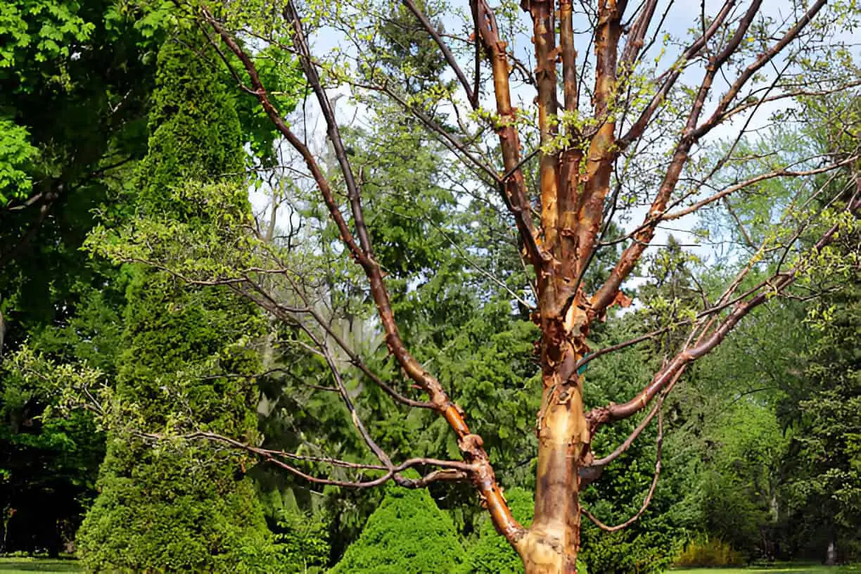 acer griseum in the wild