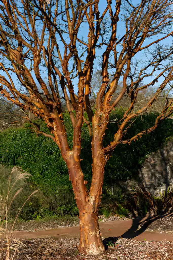 acer griseum tree