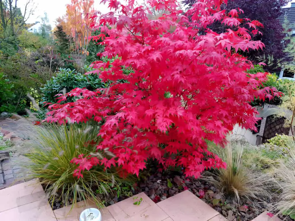 acer palmatum osakazuki japonicum