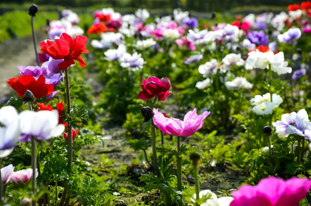 anemone chinensis poppy anemone windflower