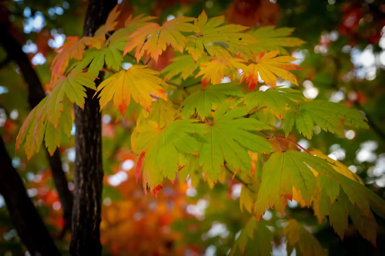 autumn foliage