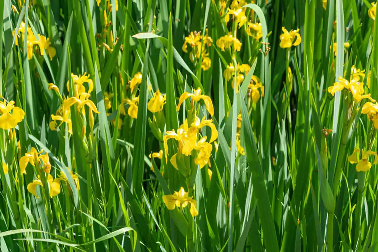 beautiful yellow flowers of iris pseudacorus