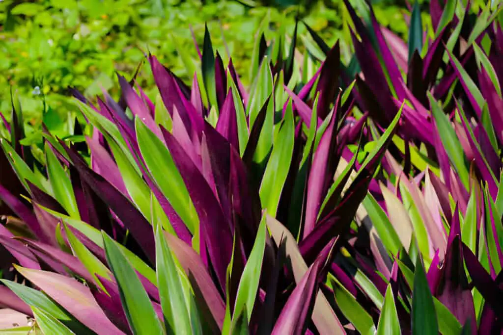boat lily oyster lily oyster plant white flowered tradescantia