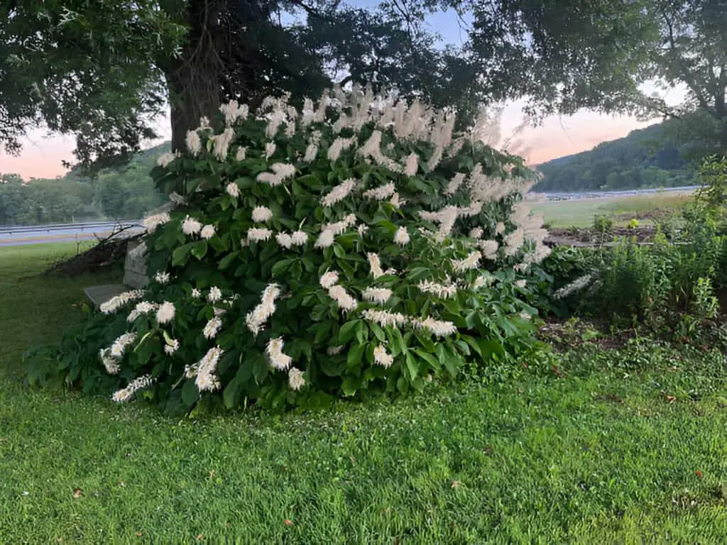 bottlebrush buckeye shrub aesculus parviflora