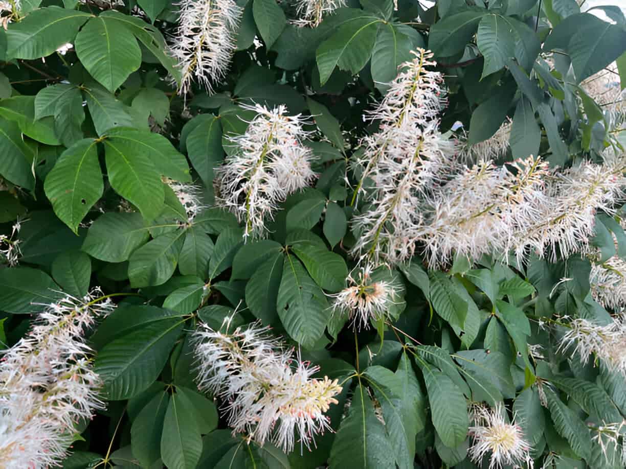 bottlebrush buckeye shrub