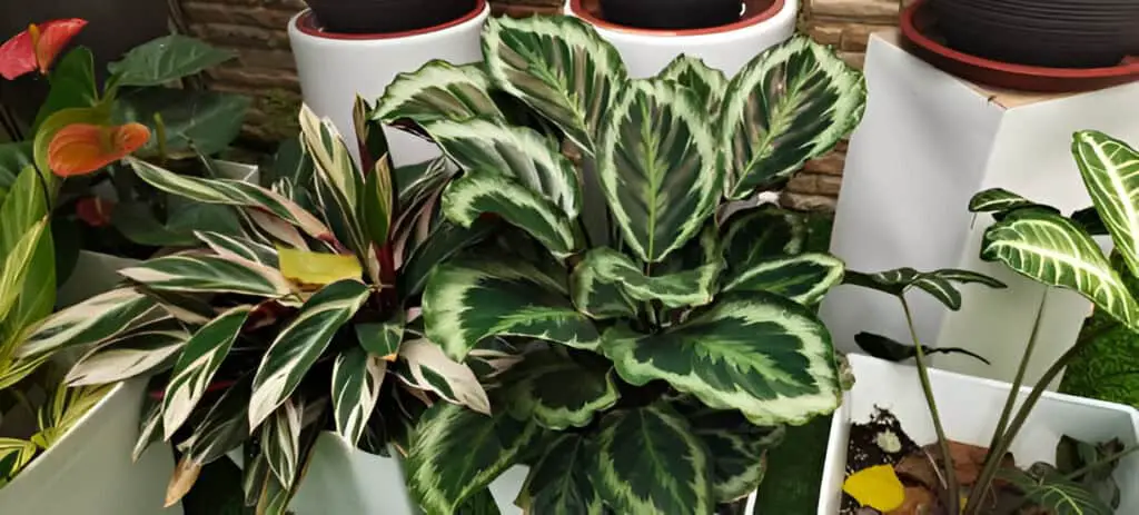 calathea plant