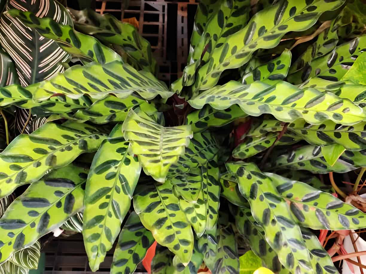 calathea insignis Rattlesnake Plant