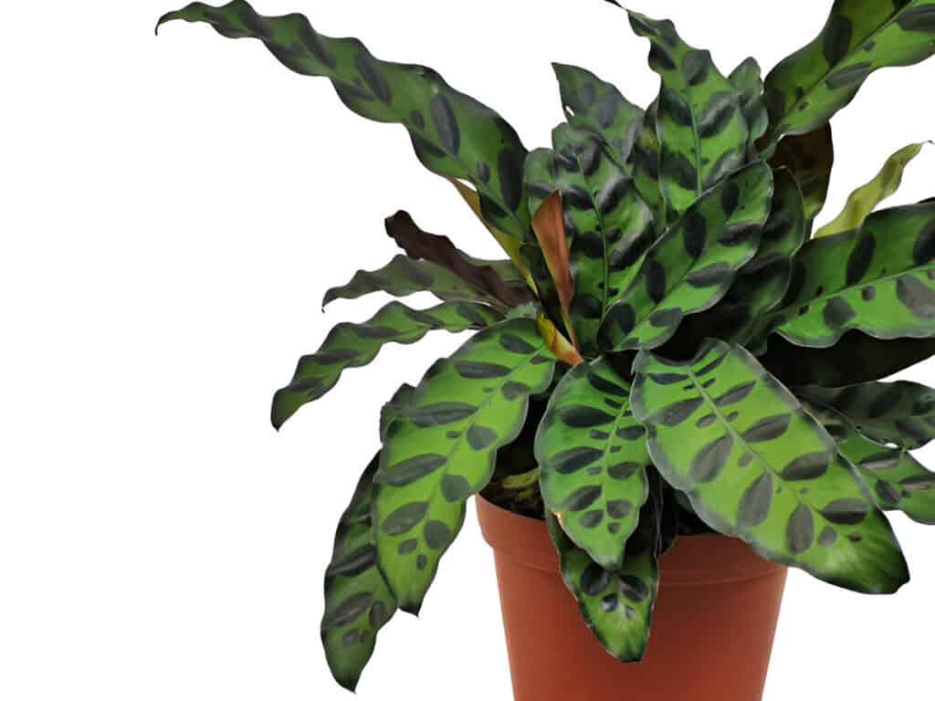 calathea lancifolia