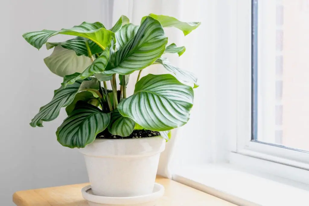 calathea orbifolia growing guide