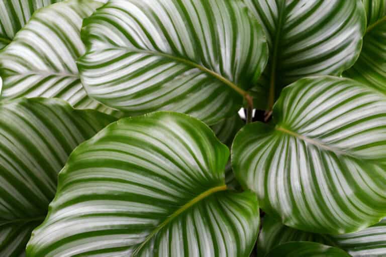 calathea orbifolia outdoor close up