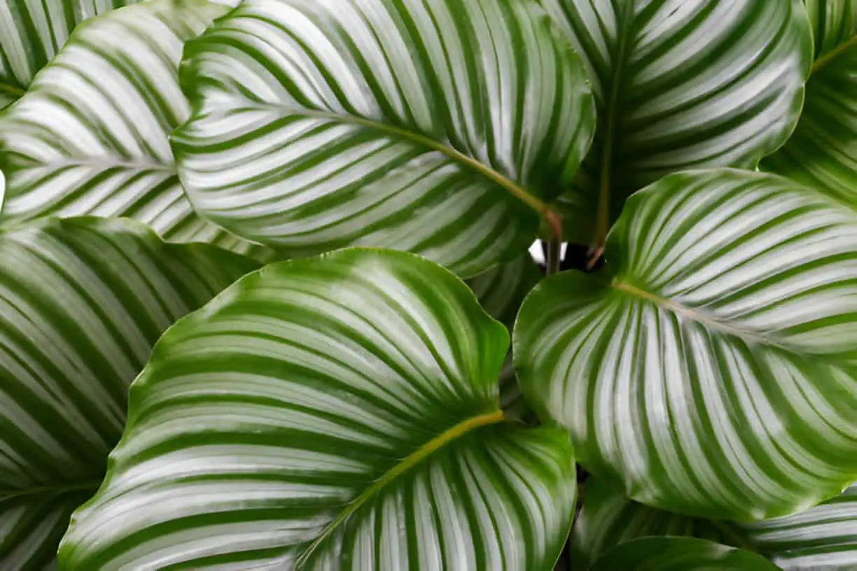 calathea orbifolia outdoor close up