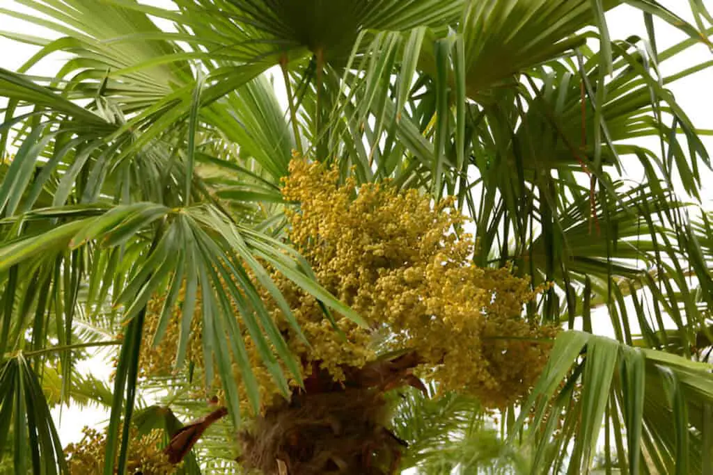 chusan palm fruit