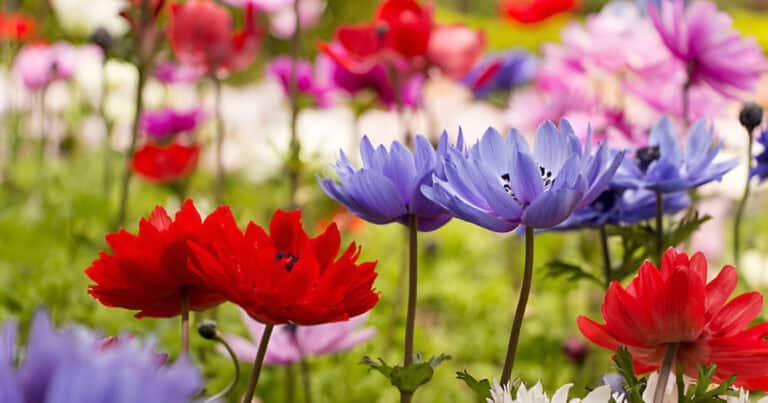 colorful aneome flowers