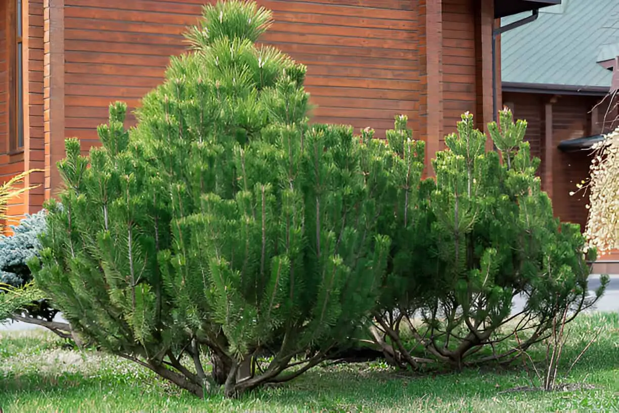 conifer trees pines