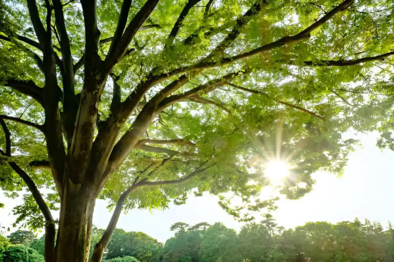 elm tree leaves at a park in early summer