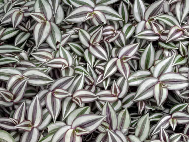 flowers and plants tradescantia zebrina