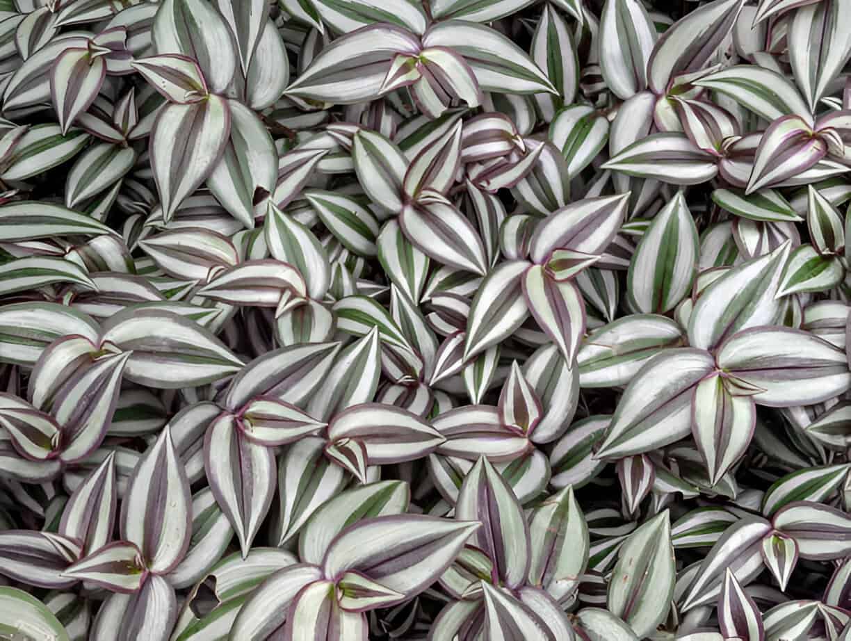 flowers and plants tradescantia zebrina