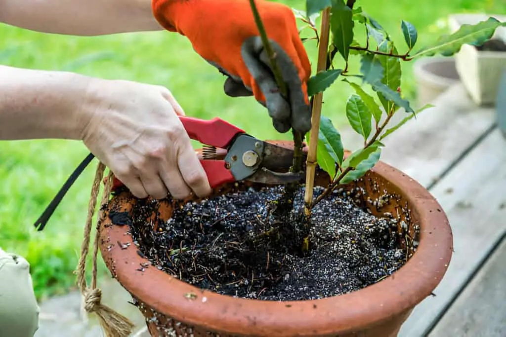 garden clippers pruners cutting back a potted laurel