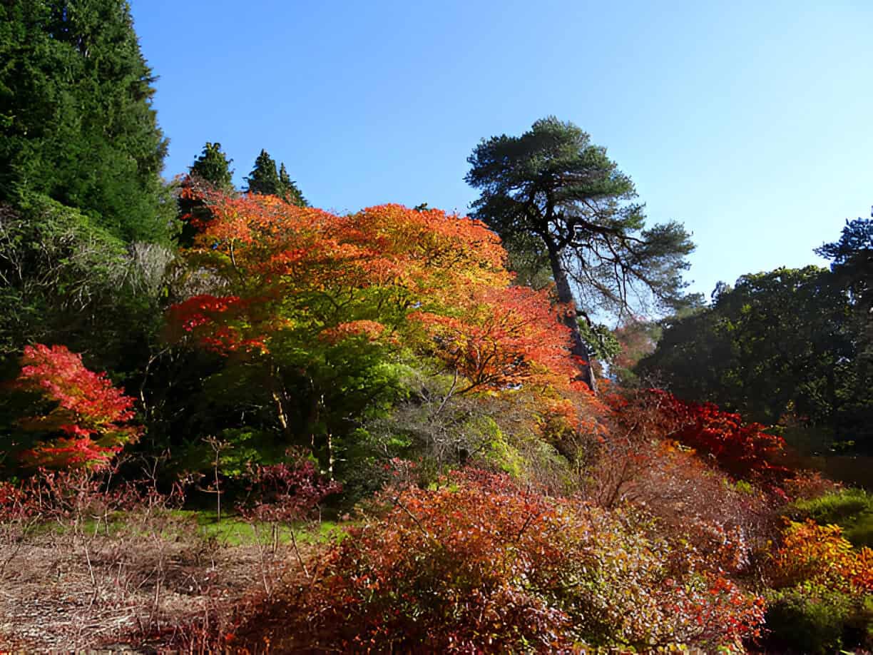 japanese maple trees fall red autumn leaves