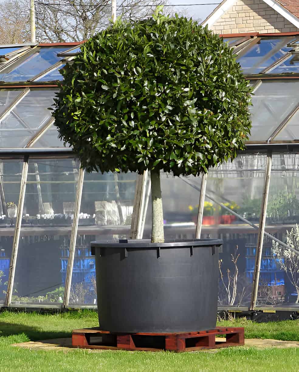 large standard bay tree specimen plant