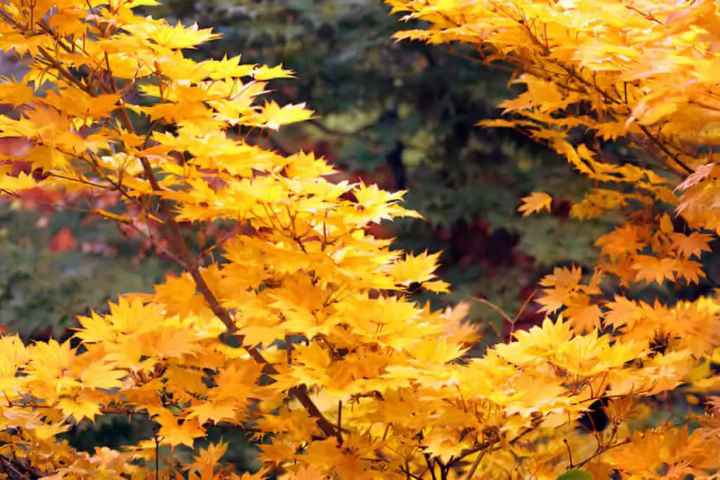 maple tree in autumn with vivid colors