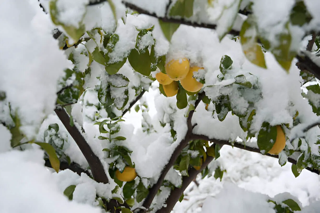 mature lemon tree covered with fresh snow