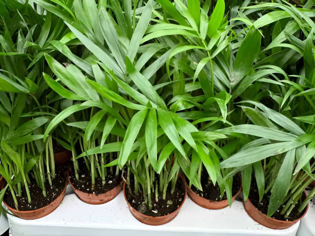 miniature indoor palm trees on garden centre nursery shelf rows
