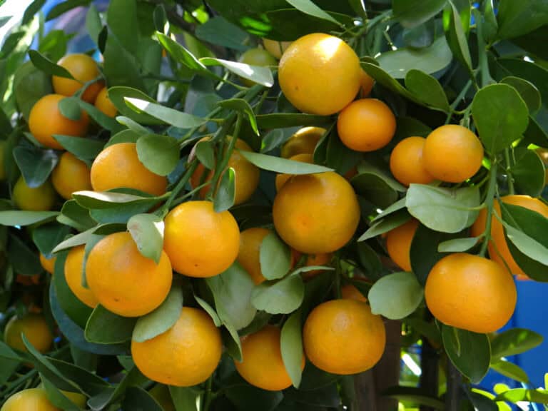 oranges growing on calamansi tree