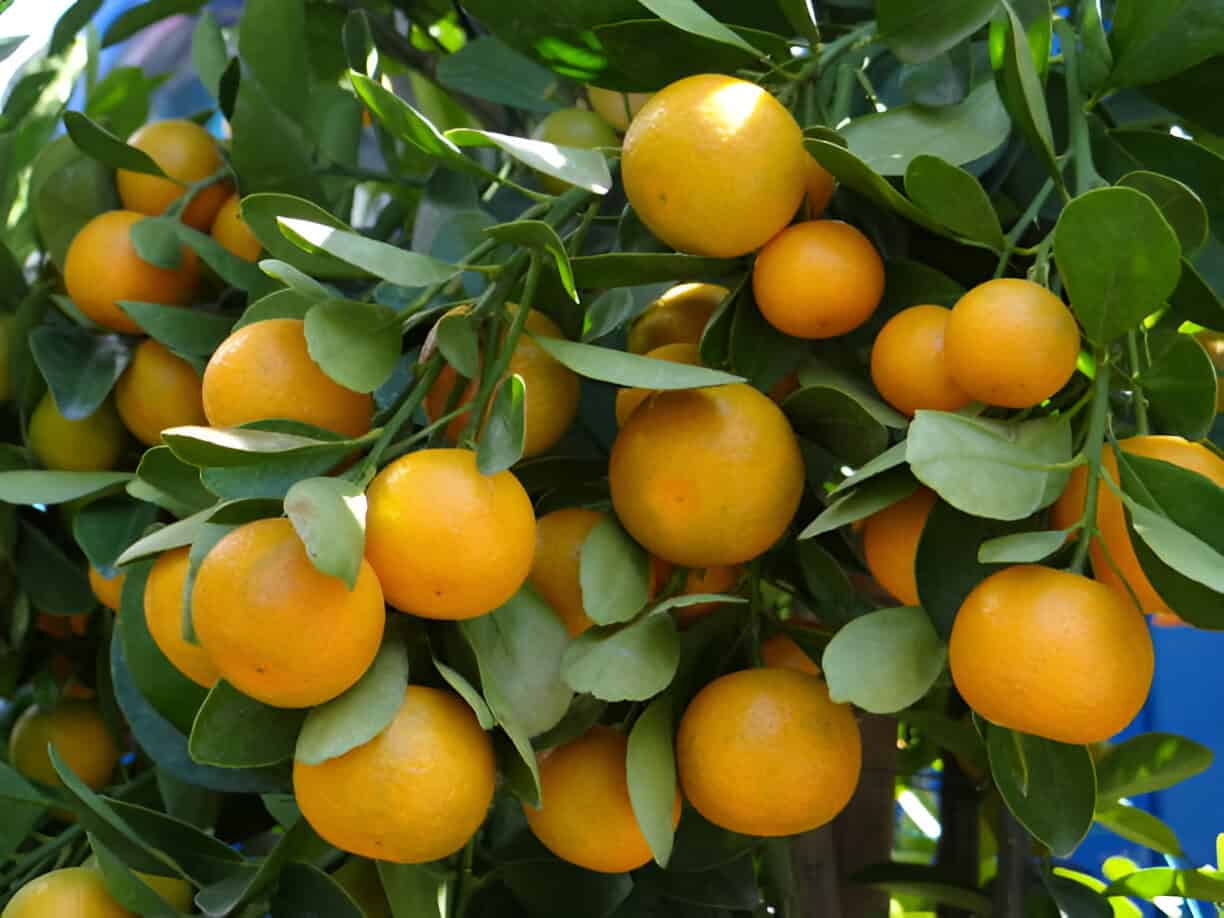 oranges growing on calamansi tree