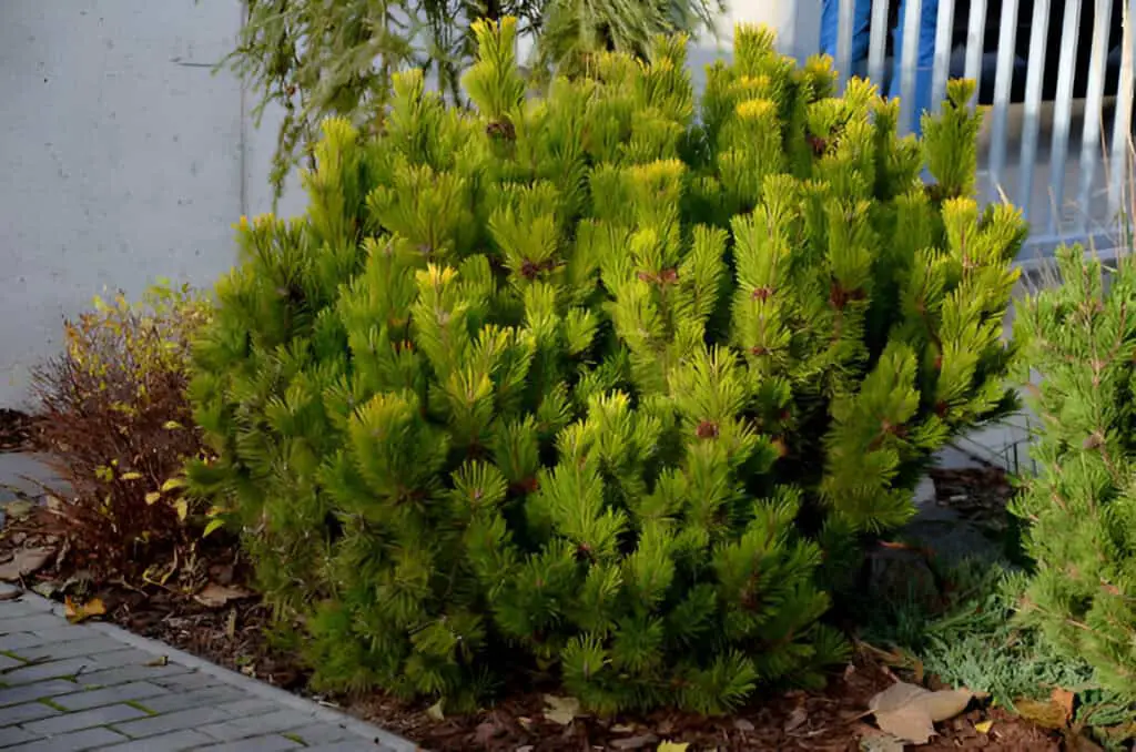 scots pine is a low species and the cultivar winter