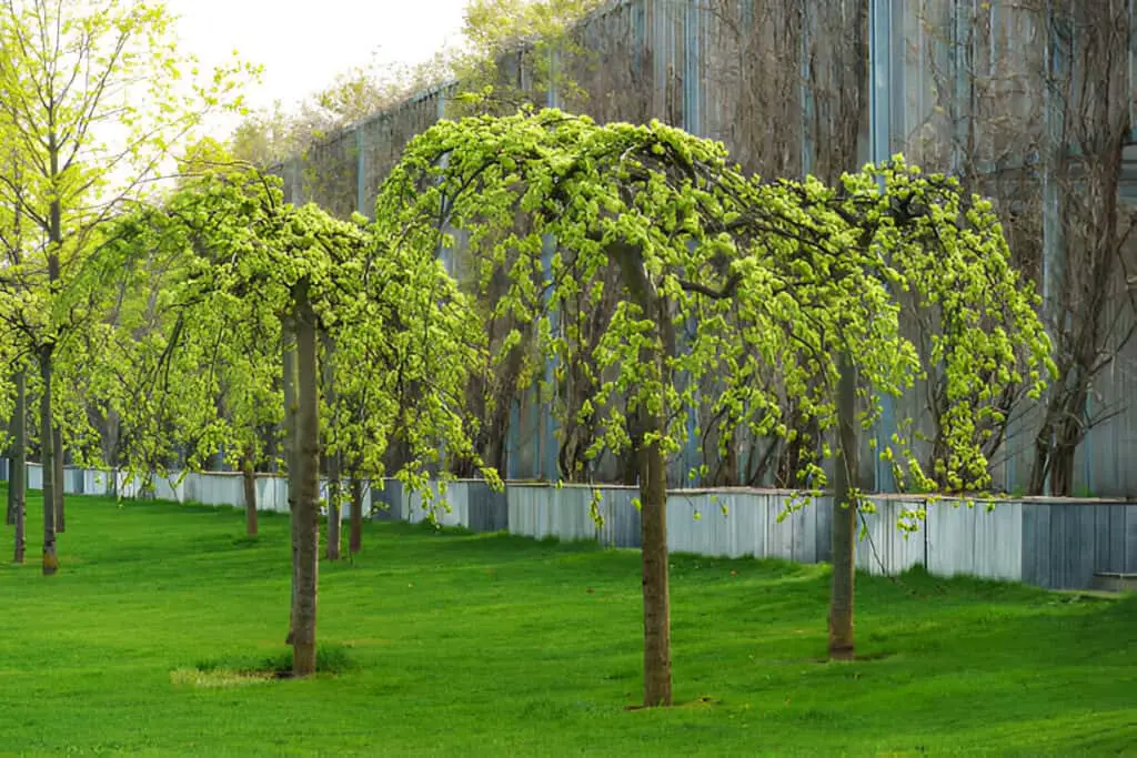 spring blossom of ulmus glabra pendula or weeping elm in city park