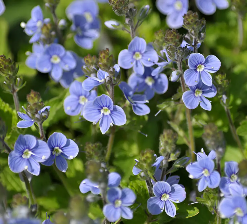 spring flowering veronica chamaedrys