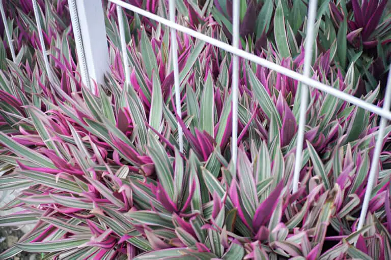 tradescantia spathacea seeds are ornamental plants with a purple color to decorate