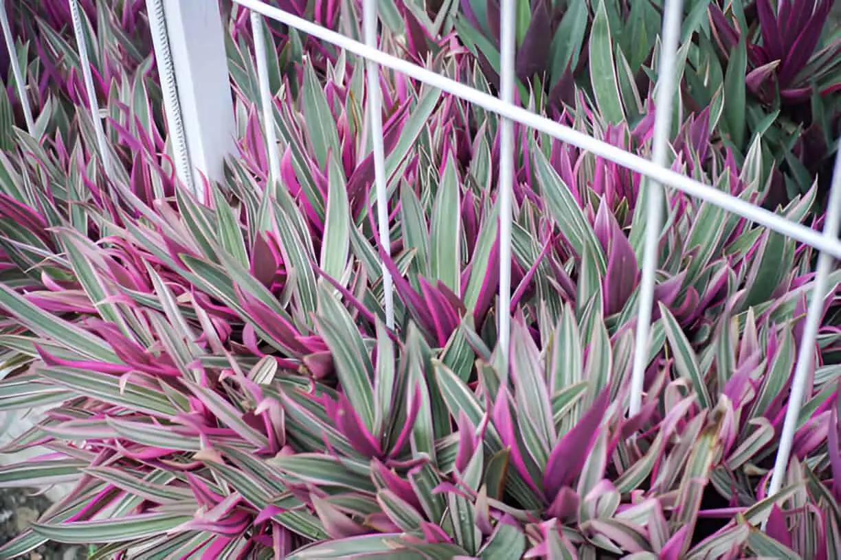 tradescantia spathacea seeds are ornamental plants with a purple color to decorate