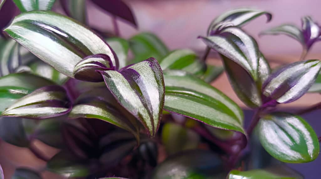 tradescantia zebrina reveals intricate patterns